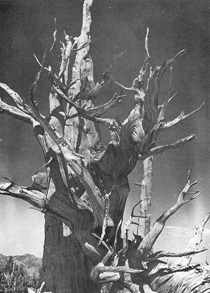 Bristlecone Pine